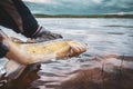 Zander Fishing, Freshwater fishing. Royalty Free Stock Photo