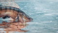 Zander in the hand of an angler. Catch and release Royalty Free Stock Photo