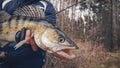 Zander in the hand of an angler. Catch and release Royalty Free Stock Photo