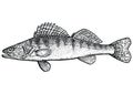 Zander, pike pearch fish illustration, drawing, engraving, line art, realistic Royalty Free Stock Photo