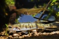 Zander or pike-perch, Sander lucioperca, juvenile fish of a common deathly and successful predator in biotope aquarium