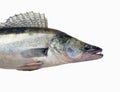Zander or Pike perch Sander lucioperca, a predatory fish clos Royalty Free Stock Photo