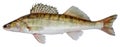 Zander river fish. Pike perch fish isolated on white background Royalty Free Stock Photo