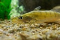 Zander Sander lucioperca under the water. Carnivorous fish with marked fins. captured under water. Dark background, stony bottom Royalty Free Stock Photo