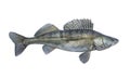 Zander. Walleye fish isolated on white background. Sander pikeperch fishing