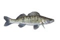 Zander. Walleye live fish isolated on white background. Sander pikeperch fishing