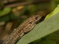 Zandhagedis; Sand lizard; Lacerta agilis