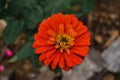 Zannia flower orange color in my garden
