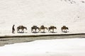 A man herding a group of pack mules and ponies through the snow trail in the high altitude wilderness Royalty Free Stock Photo