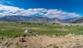 Landscape of Padum, Zanskar - Leh Ladakh, Jammu and Kashmir, Indi Royalty Free Stock Photo