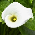 Zantedeschia aethiopica also known as calla lily and arum lily is a species in the family Araceae Royalty Free Stock Photo