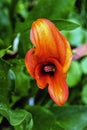 Zantedeschia aethiopica also known as calla lily and arum lily is a species in the family Araceae Royalty Free Stock Photo