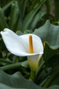 White flower of a zantedeschia aethiopica