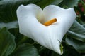 White flower of a zantedeschia aethiopica