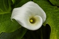 Zantedeschia aethiopica also known as calla lily and arum lily is a species in the family Araceae Royalty Free Stock Photo