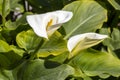 Zantedeschia Aethiopica Calla Arum Lily