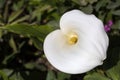 Zantedeschia Aethiopica Calla Arum Lily
