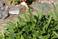 Zantedeschia aethiopica, Calla lily, Arum lily Royalty Free Stock Photo
