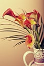 Zantedeschia aethiopica Royalty Free Stock Photo