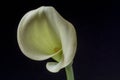 Zantedeschia aethiopica, calla lily Royalty Free Stock Photo