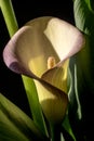 Zantedeschia aethiopica, calla lily Royalty Free Stock Photo