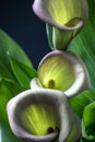 Zantedeschia aethiopica, calla lily Royalty Free Stock Photo