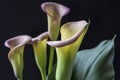 Zantedeschia aethiopica, calla lily Royalty Free Stock Photo