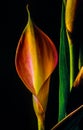 Zantedeschia aethiopica, calla lily Royalty Free Stock Photo
