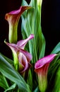 Zantedeschia aethiopica, calla lily Royalty Free Stock Photo