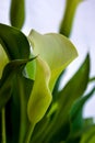 Zantedeschia aethiopica, Calla lily Royalty Free Stock Photo