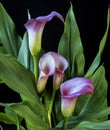 Zantedeschia aethiopica, calla lily Royalty Free Stock Photo