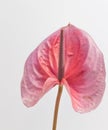 Zantedeschia aethiopica 'flamingo', arum rose