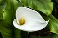 Zantedeschia aethiopica