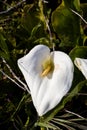 Zantedeschia aethiopica wild white flower Royalty Free Stock Photo