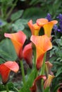 Zantedeschia - Cala lilly