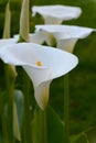 Zantedeschia-Calla