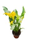 Zantedeschia or Calla Lily It is an elegant flower with a variety of colors, native to Africa.
