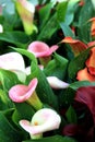 Zantedeschia