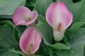 Zantedeschia captain palermo. Keukenhof Gardens in the Netherlands