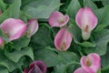 Zantedeschia captain palermo. Keukenhof Gardens in the Netherlands