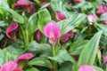 Zantedeschia Captain Ventura, purplish-pink Calla Lily. Flowering ornamental plants for the garden, park, balcony, terrace