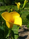 Golden Arum Lily