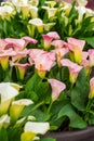 Zantedeschia flowers in bloom, floral pattern