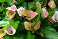 Collection of pink infloresences of Zantedeschia sp. plant showing the petal-like spathes surrounding the central, yellow spadices