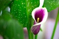 Zantedeschia home decorative flower, blooming purple bud with yellow pestle Royalty Free Stock Photo