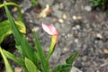 Zantedeschia rehmannii, Pink Calla Lily