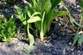 Zantedeschia rehmannii, Pink Calla Lily