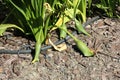 Zantedeschia rehmannii, Pink Calla Lily