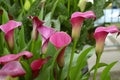 Zantedeschia Sumatra flowers