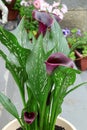 Zantedeschia summer blossom. Black-red Calla lily in a pot. Arum lily. Flowers in the garden. Green leaves